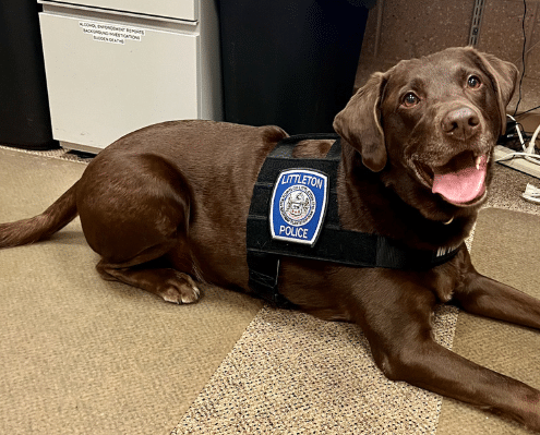 Littleton Police Department Welcomes New Comfort Dog - John Guilfoil ...