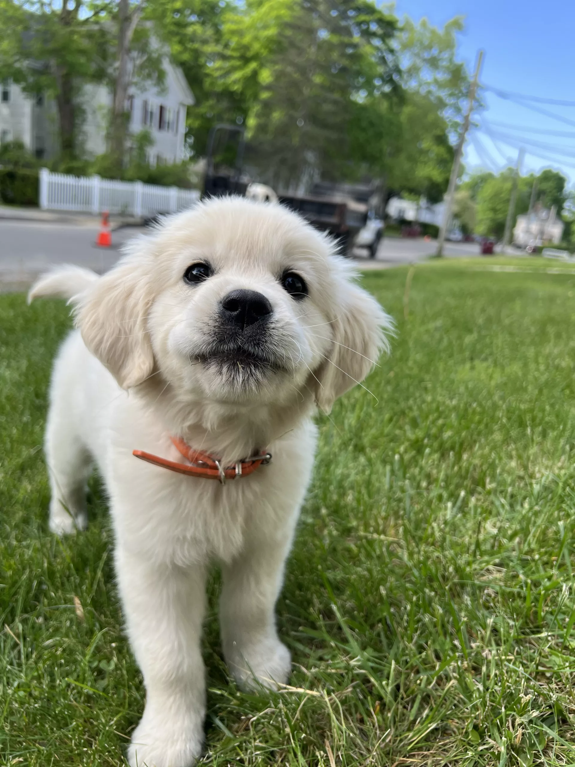 Taunton Police Introduce Maggie, the Department's New Comfort Dog ...